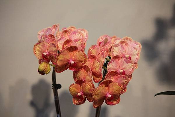 IMG_6396