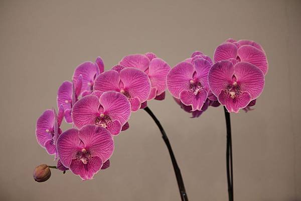 IMG_6425