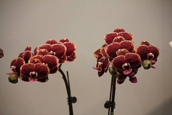 IMG_6427