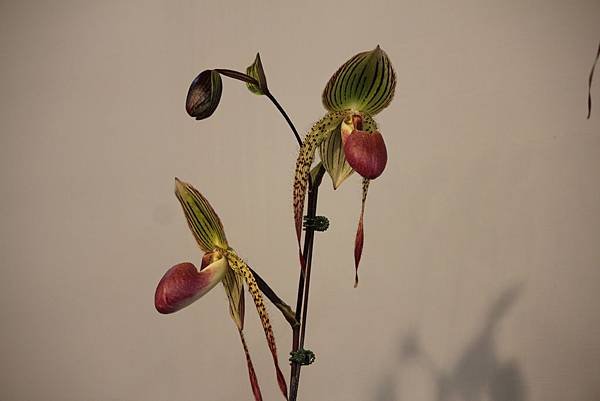 IMG_6430