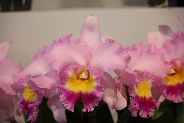 IMG_6450