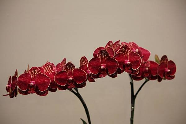 IMG_6500