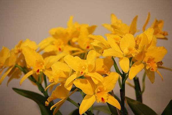 IMG_6517