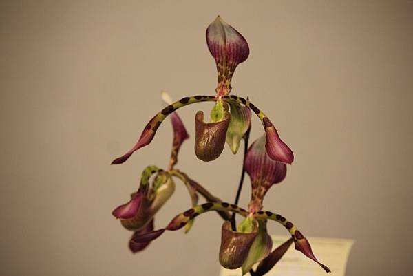 IMG_6580