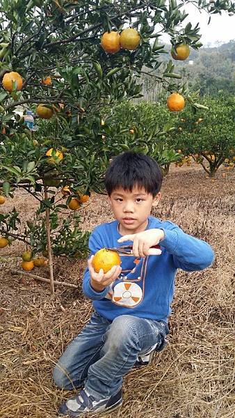 20151205惠如家打工採橘子_624.jpg