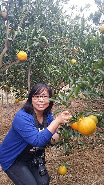 20151205惠如家打工採橘子_5078.jpg