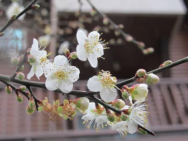 IMG_0007.JPG