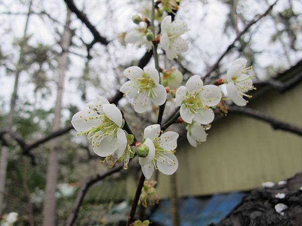 IMG_0035.JPG