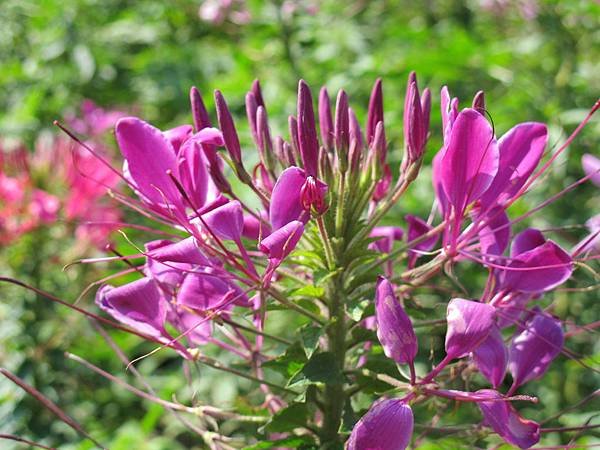 IMG_0128.JPG