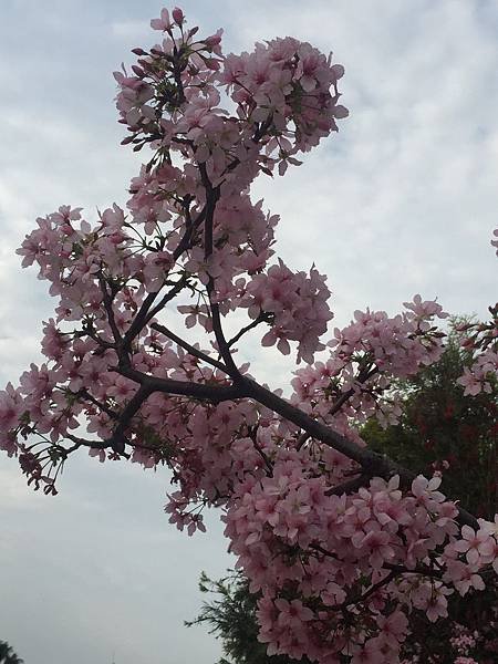 20160405_6862.jpg
