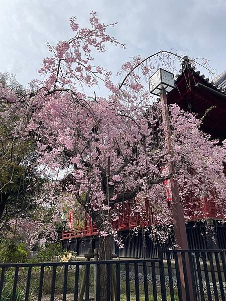 【2023東京自由行】上野恩賜公園、淺草寺＆隅田公園、目黑川