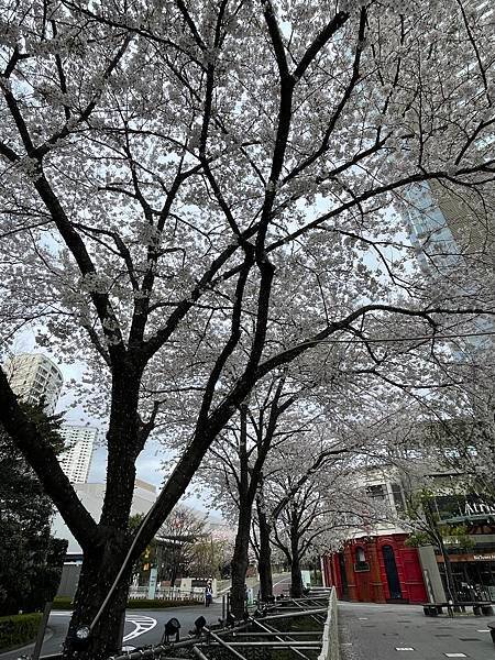 【2023東京自由行】上野恩賜公園、淺草寺＆隅田公園、目黑川