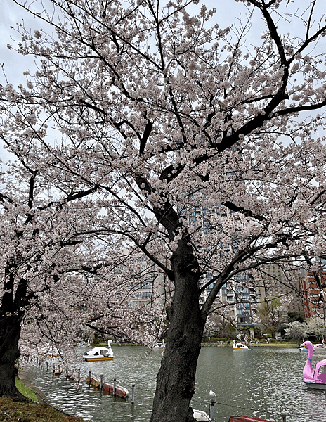 【2023東京自由行】上野恩賜公園、淺草寺＆隅田公園、目黑川