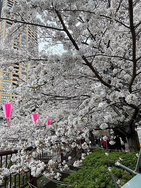 【2023東京自由行】上野恩賜公園、淺草寺＆隅田公園、目黑川