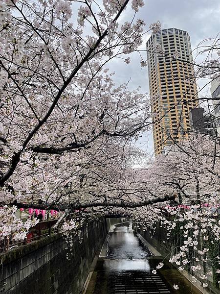 【2023東京自由行】上野恩賜公園、淺草寺＆隅田公園、目黑川