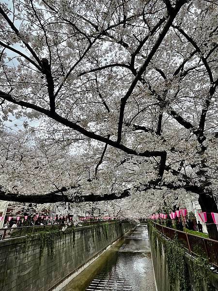 【2023東京自由行】上野恩賜公園、淺草寺＆隅田公園、目黑川