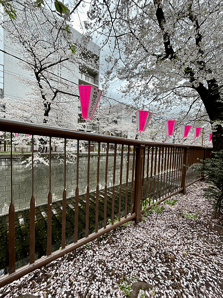 【2023東京自由行】上野恩賜公園、淺草寺＆隅田公園、目黑川