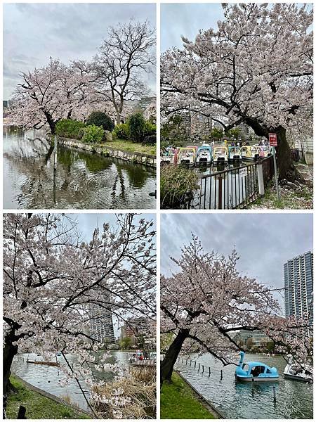 【2023東京自由行】上野恩賜公園、淺草寺＆隅田公園、目黑川