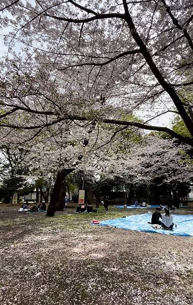 【2023東京自由行】上野恩賜公園、淺草寺＆隅田公園、目黑川