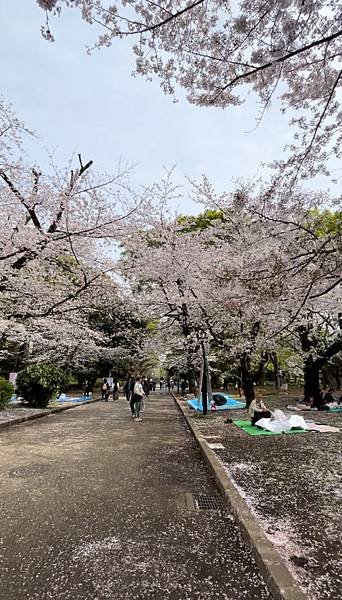 【2023東京自由行】上野恩賜公園、淺草寺＆隅田公園、目黑川