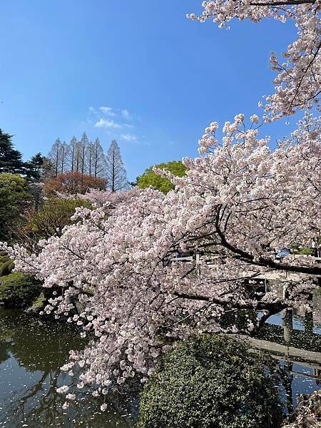 【2023東京自由行】Day4新宿御苑、原宿、藍瓶咖啡、麵處