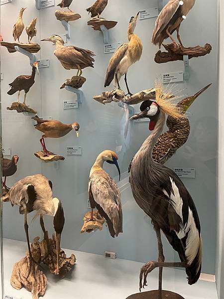 【台南美食】奇美博物館、沾米廚房、漁光島