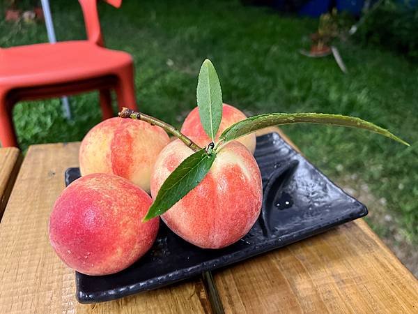 桃園 『樹不老休閒莊園』 全新開幕‼️超高級奢華懶人露營‼️