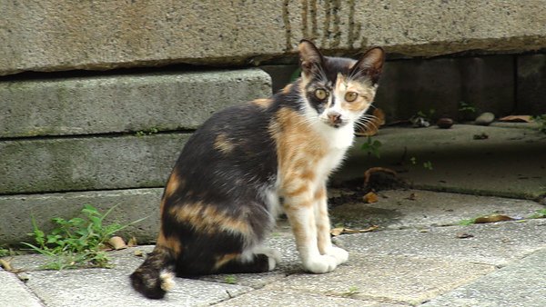 DSC03493.JPG