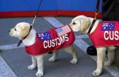 customdogs.jpg