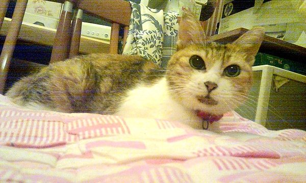 IMAG0254.jpg