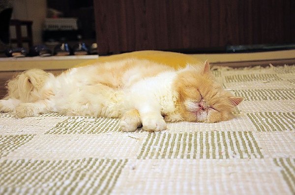 DSC_0233.jpg