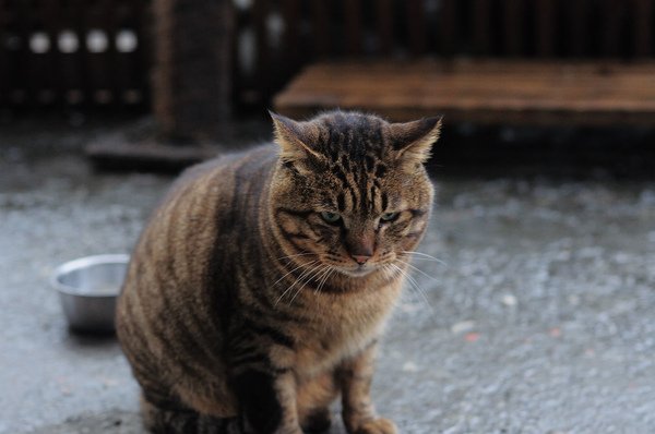 DSC_0071.jpg
