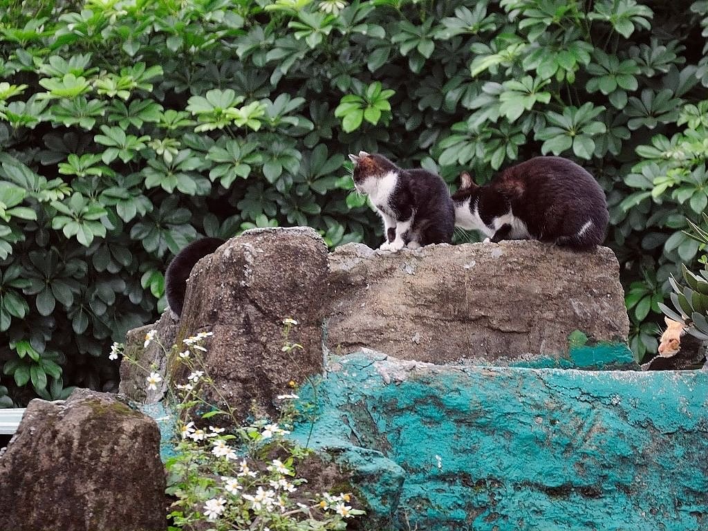 DSC_0215.jpg
