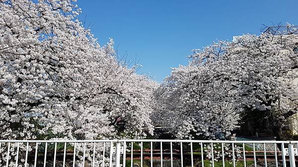 20180328_143014下台池公園