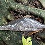 菌絲體(Mycelium)in印度橡膠樹葉子 1061016 樂天宮旁.JPG
