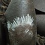 菌絲體(Mycelium)in印度橡膠樹葉子 1061016_4 圓通寺.JPG