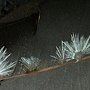 菌絲體(Mycelium)in印度橡膠樹葉子 1061016_6 圓通寺.JPG
