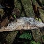 菌絲體(Mycelium)in印度橡膠樹葉子 1061021_1 樂天宮旁.JPG