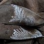 菌絲體(Mycelium)in印度橡膠樹葉子 1061108_2 圓通寺.JPG
