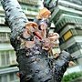 毛木耳&amp;櫻花樹 1040520_1 雙和街.JPG