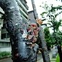 毛木耳&amp;櫻花樹 1040520_2 雙和街.JPG