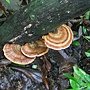相鄰小孔菌 1061122_2 大安森林公園.JPG