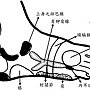 腳底病理反射區部位圖-2-2.jpg
