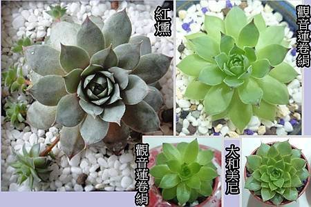 多肉植物 (1).jpg