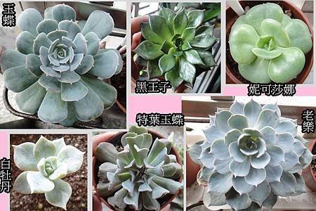多肉植物 (2).jpg