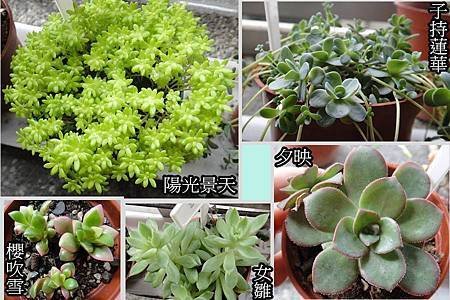 多肉植物 (3).jpg
