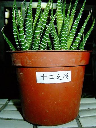 植物標籤製作_1 1040210.JPG