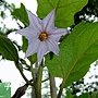 茄子 1030623 植物園.jpg