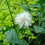 紫背草 1030724_1 中山路二段136巷.jpg
