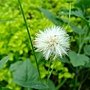 紫背草 1030724_2 中山路二段136巷.jpg